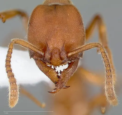 Stigmatomma pallipes specimen CASENT0005434 image casent0005434_2