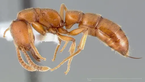 Stigmatomma pallipes specimen CASENT0005434 image casent0005434_3