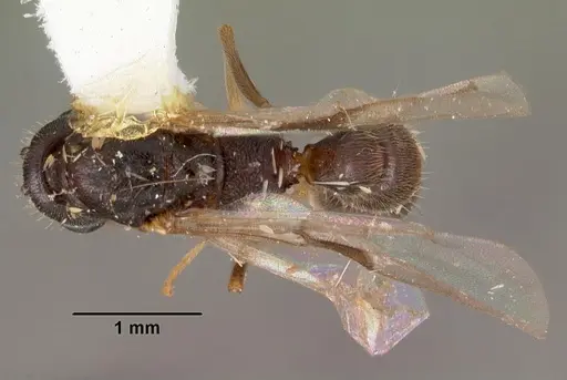 Stigmatomma pallipes specimen CASENT0102196 image casent0102196_1