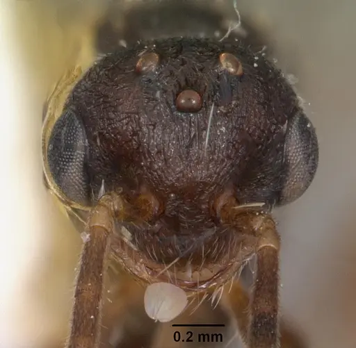 Stigmatomma pallipes specimen CASENT0102196 image casent0102196_2
