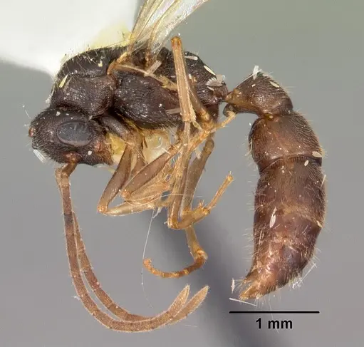 Stigmatomma pallipes specimen CASENT0102196 image casent0102196_3