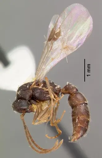 Stigmatomma pallipes specimen CASENT0102196 image casent0102196_4