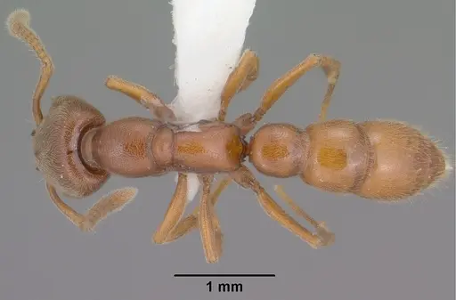 Stigmatomma pallipes specimen CASENT0102903 image casent0102903_1
