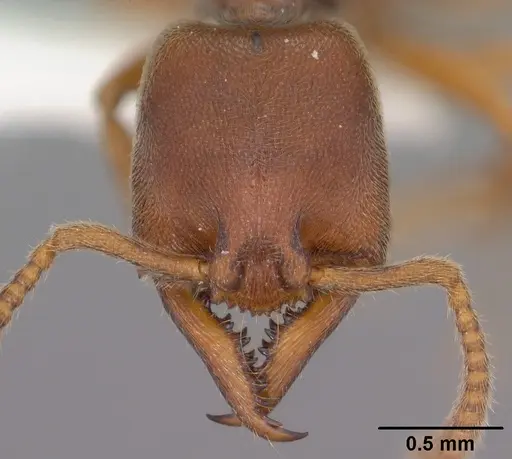 Stigmatomma pallipes specimen CASENT0102903 image casent0102903_2