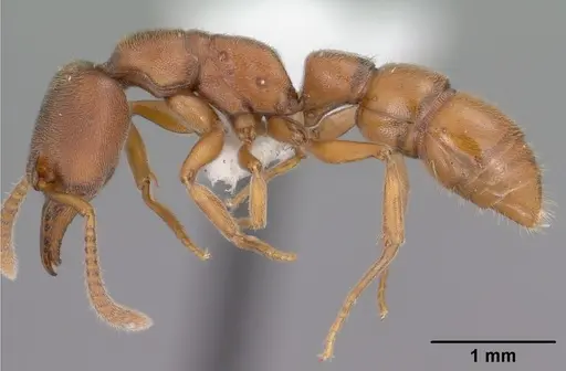 Stigmatomma pallipes specimen CASENT0102903 image casent0102903_3