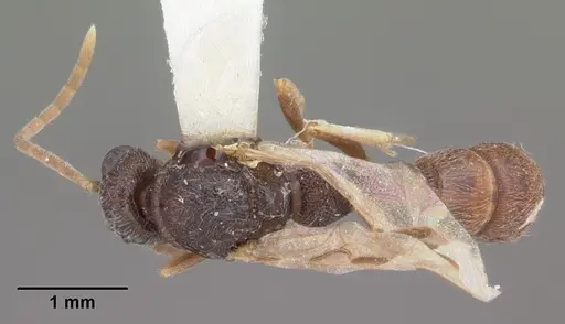 Stigmatomma pallipes specimen CASENT0102907 image casent0102907_1