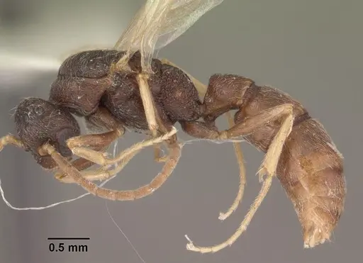 Stigmatomma pallipes specimen CASENT0102907 image casent0102907_3