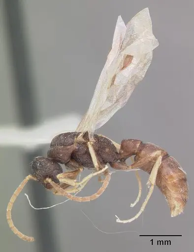 Stigmatomma pallipes specimen CASENT0102907 image casent0102907_4