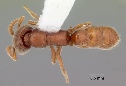 Stigmatomma pallipes specimen CASENT0103551 image casent0103551_1