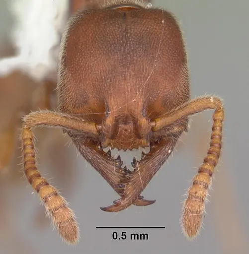Stigmatomma pallipes specimen CASENT0103551 image casent0103551_2