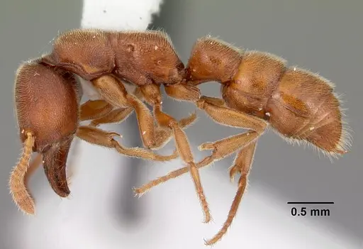 Stigmatomma pallipes specimen CASENT0103551 image casent0103551_3