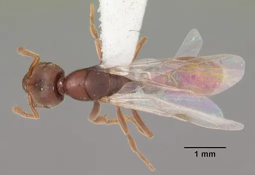 Stigmatomma pallipes specimen CASENT0103553 image casent0103553_1