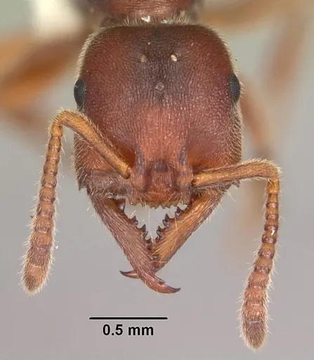 Stigmatomma pallipes specimen CASENT0103553 image casent0103553_2