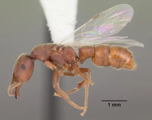 Stigmatomma pallipes specimen CASENT0103553 image casent0103553_3