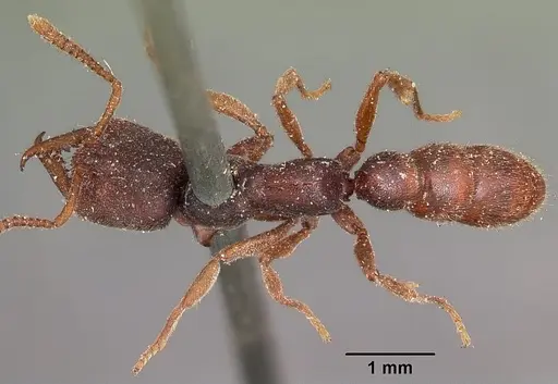 Stigmatomma pallipes specimen CASENT0104569 image casent0104569_1