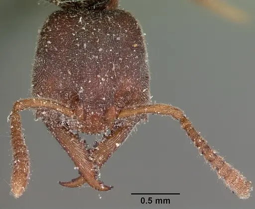 Stigmatomma pallipes specimen CASENT0104569 image casent0104569_2
