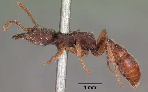 Stigmatomma pallipes specimen CASENT0104569 image casent0104569_3