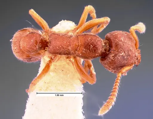 Stigmatomma pallipes specimen CASENT0105551 image casent0105551_1
