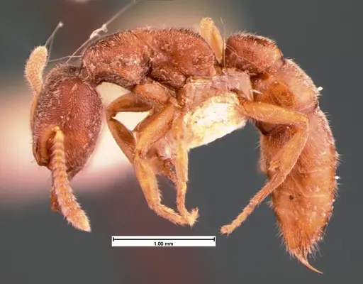 Stigmatomma pallipes specimen CASENT0105551 image casent0105551_3