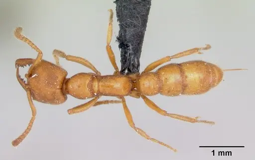 Stigmatomma pallipes specimen CASENT0172588 image casent0172588_1