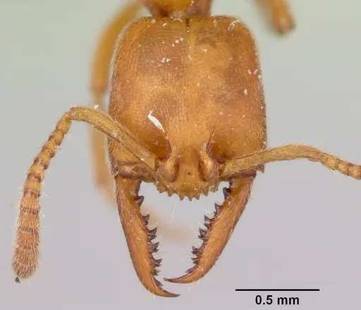 Stigmatomma pallipes specimen CASENT0172588 image casent0172588_2