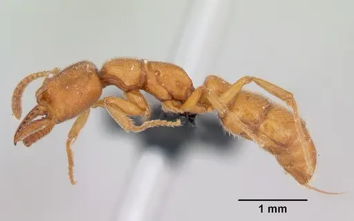 Stigmatomma pallipes specimen CASENT0172588 image casent0172588_3