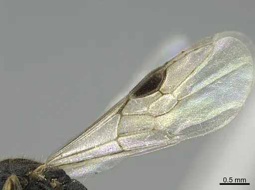 Stigmatomma pallipes specimen CASENT0724061 image casent0724061_1