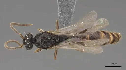 Stigmatomma pallipes specimen CASENT0770630 image casent0770630_1