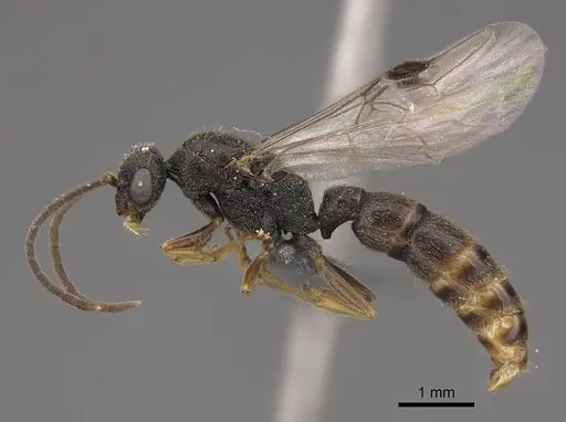 Stigmatomma pallipes specimen CASENT0770630 image casent0770630_3