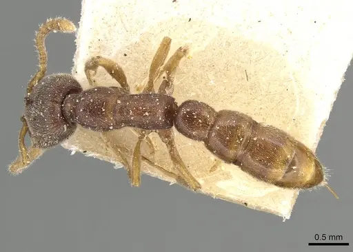 Stigmatomma pallipes specimen CASENT0915104 image casent0915104_1