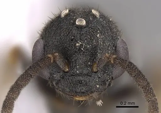 Stigmatomma pallipes specimen CASENT0923164 image casent0923164_2