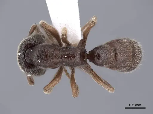 Stigmatomma pallipes specimen FMNHINS0000045022 image fmnhins0000045022_1