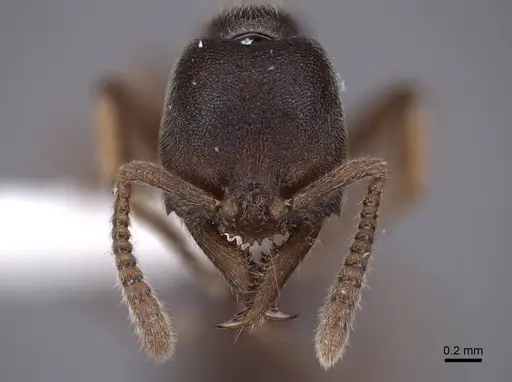 Stigmatomma pallipes specimen FMNHINS0000045022 image fmnhins0000045022_2