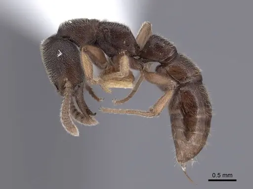 Stigmatomma pallipes specimen FMNHINS0000045022 image fmnhins0000045022_3