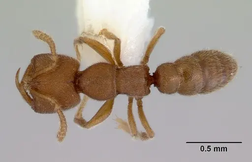 Stigmatomma pertinax specimen CASENT0172385 image casent0172385_1