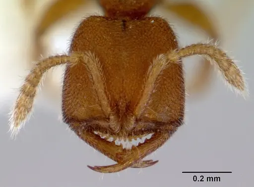 Stigmatomma pertinax specimen CASENT0172385 image casent0172385_2
