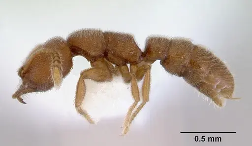 Stigmatomma pertinax specimen CASENT0172385 image casent0172385_3