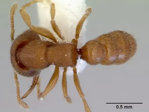 Stigmatomma pertinax specimen CASENT0172395 image casent0172395_1