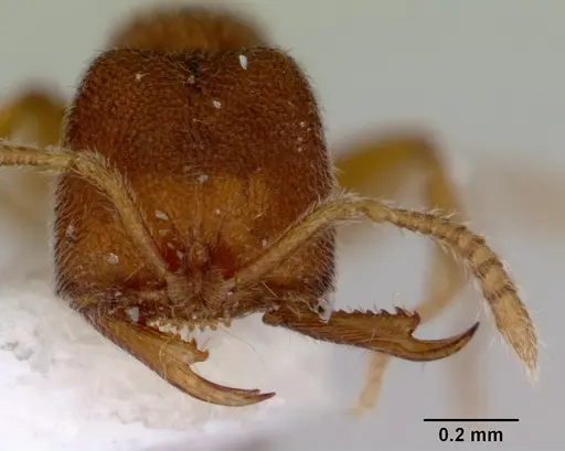 Stigmatomma pertinax specimen CASENT0172395 image casent0172395_2