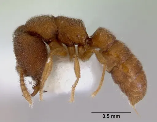 Stigmatomma pertinax specimen CASENT0172395 image casent0172395_3