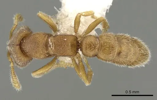 Stigmatomma pertinax specimen CASENT0280668 image casent0280668_1
