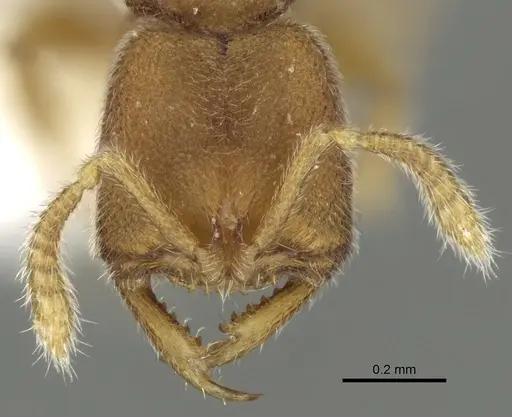 Stigmatomma pertinax specimen CASENT0280668 image casent0280668_2