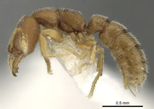 Stigmatomma pertinax specimen CASENT0280668 image casent0280668_3