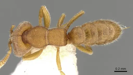 Stigmatomma pertinax specimen CASENT0906831 image casent0906831_1