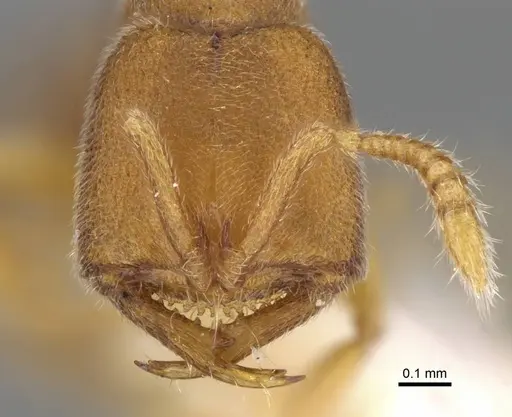 Stigmatomma pertinax specimen CASENT0906831 image casent0906831_2