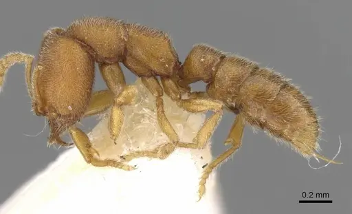 Stigmatomma pertinax specimen CASENT0906831 image casent0906831_3