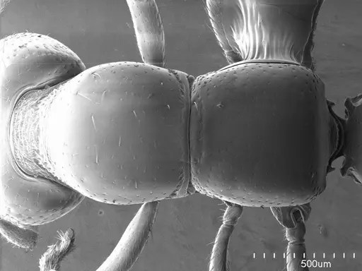 Stigmatomma pluto specimen ANTWEB1008502 image antweb1008502_1