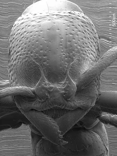 Stigmatomma pluto specimen ANTWEB1008502 image antweb1008502_2