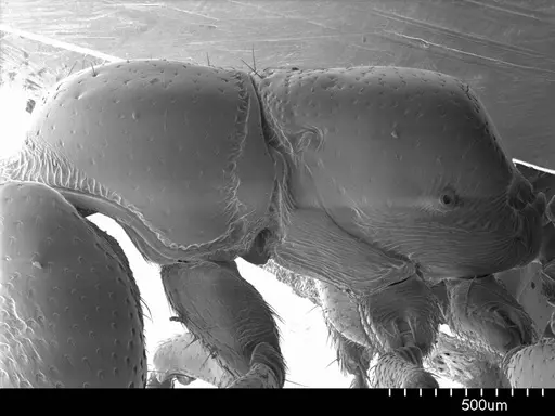 Stigmatomma pluto specimen ANTWEB1008502 image antweb1008502_3