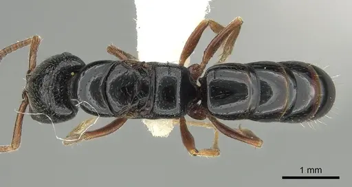 Stigmatomma pluto specimen CASENT0280652 image casent0280652_1